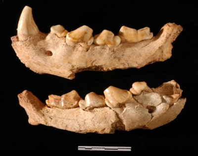 Figure 2. Hyena mandible. Author’s own.